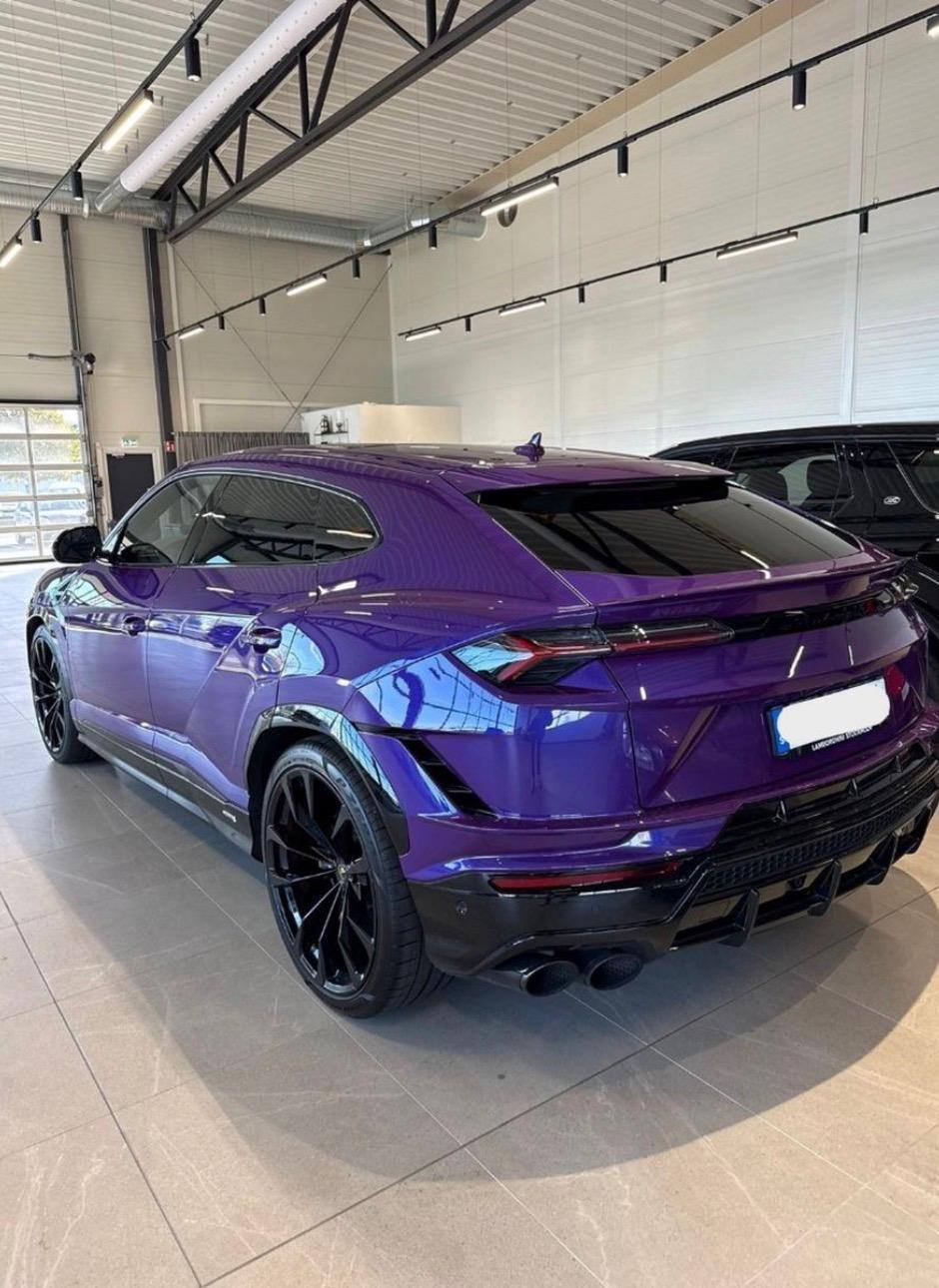 Urus viola — posteriore